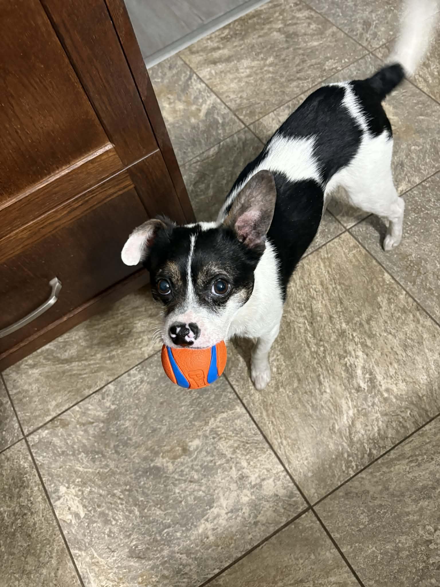 Enlarge Bennie, an adopted mixed breed in Winnipeg, MB image 2/4