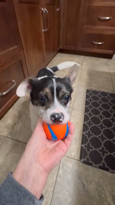 Enlarge Bennie, an adopted mixed breed in Winnipeg, MB video 4/4