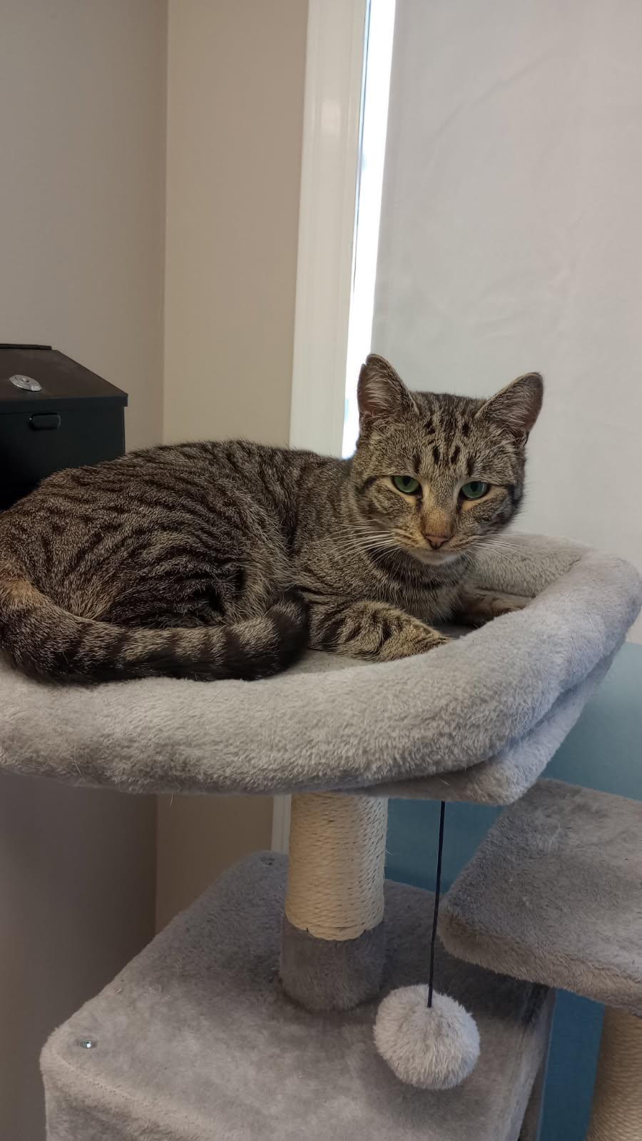 Rhett, Adoptable, Adult Male Tabby & Domestic Short Hair.