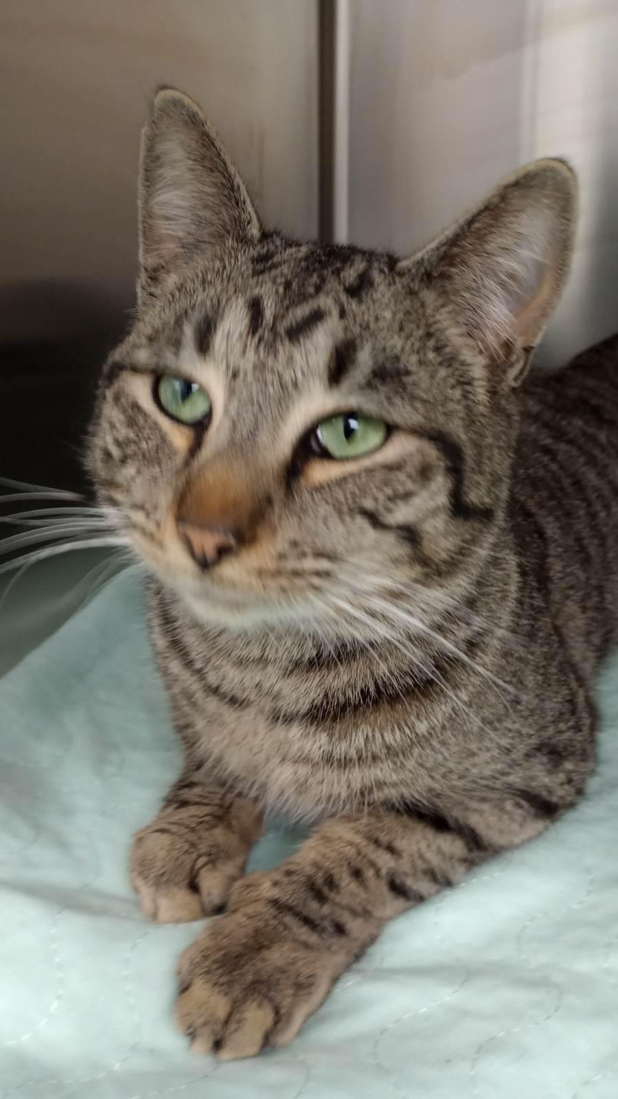 Rhett, a Adoptable mixed breed in Duluth, GA image 2/5