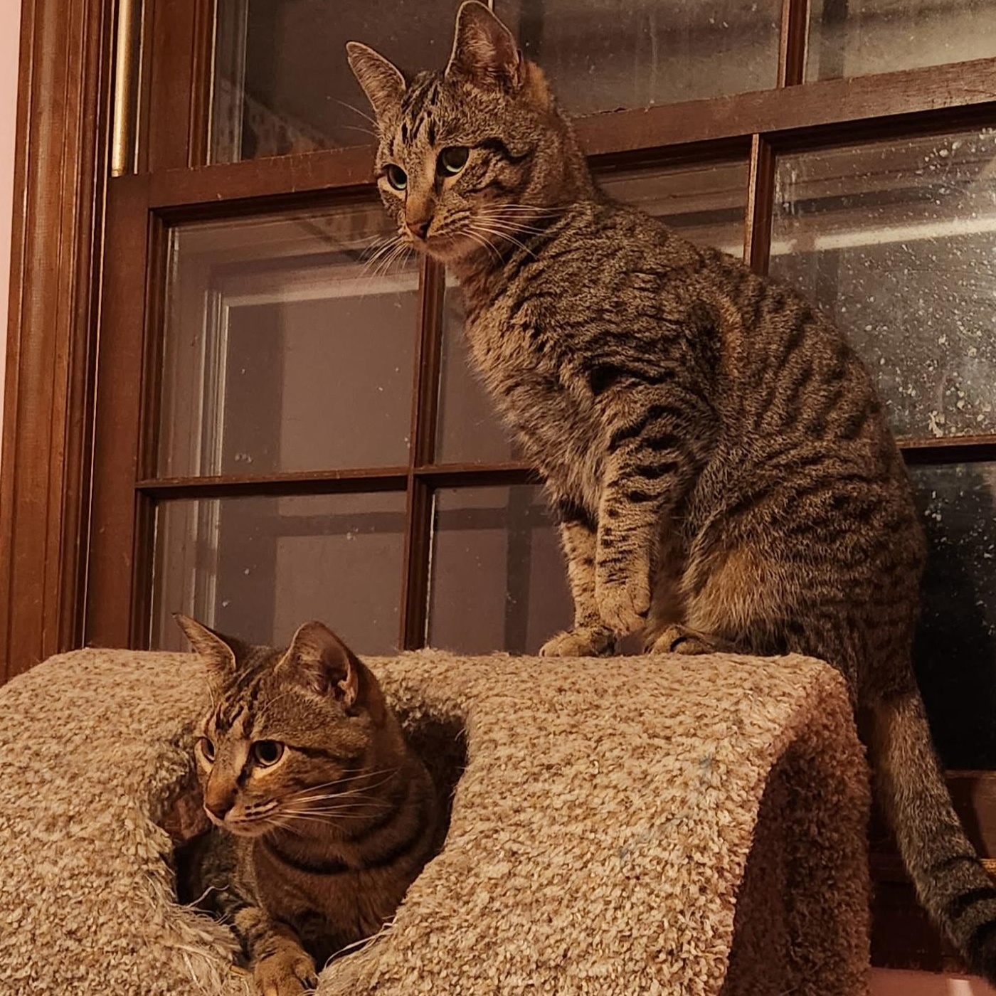 Rhett, a Adoptable mixed breed in Duluth, GA image 4/5