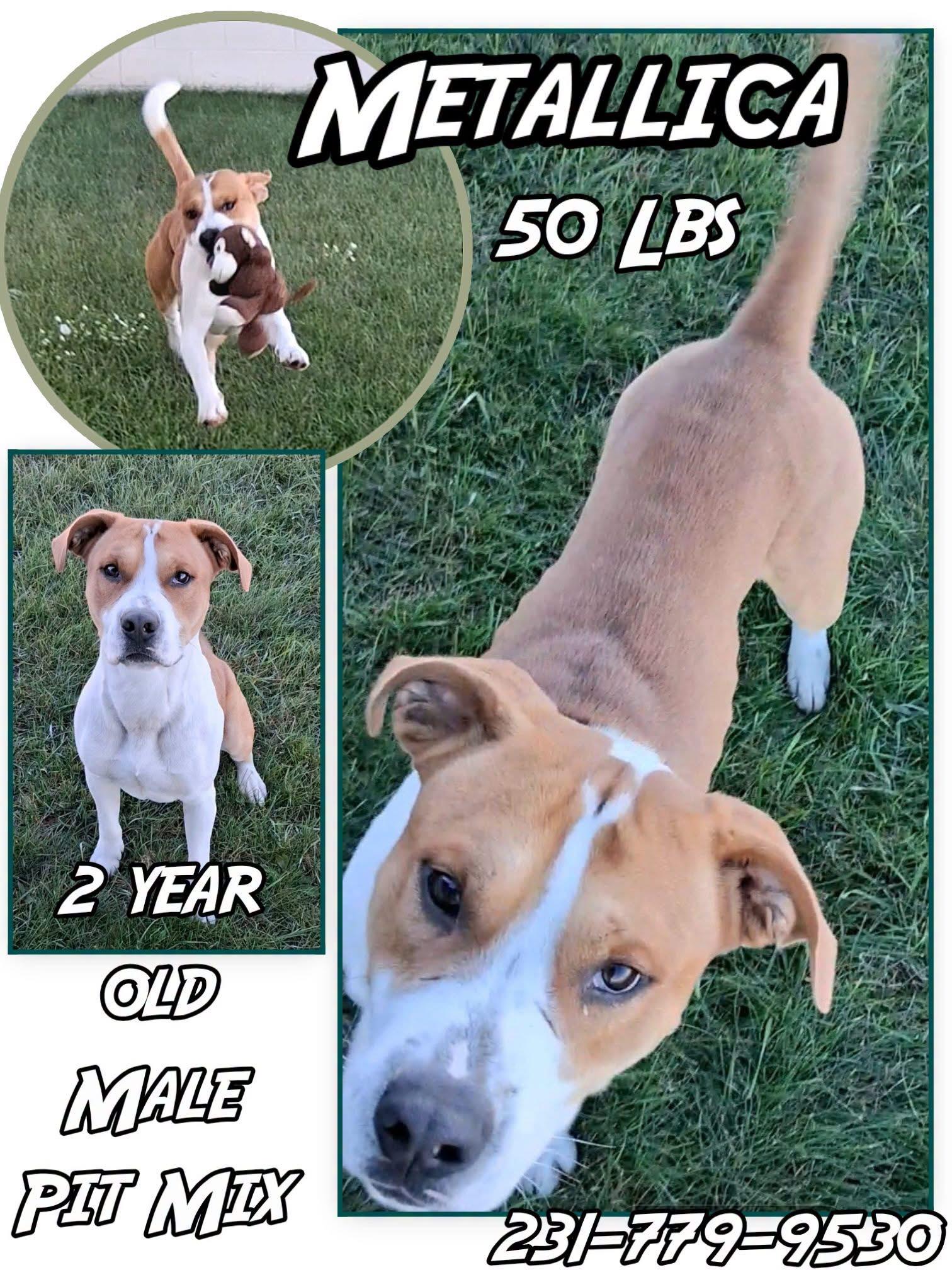 Enlarge METALLICA, a Adoptable mixed breed in Cadillac, MI image 1/1