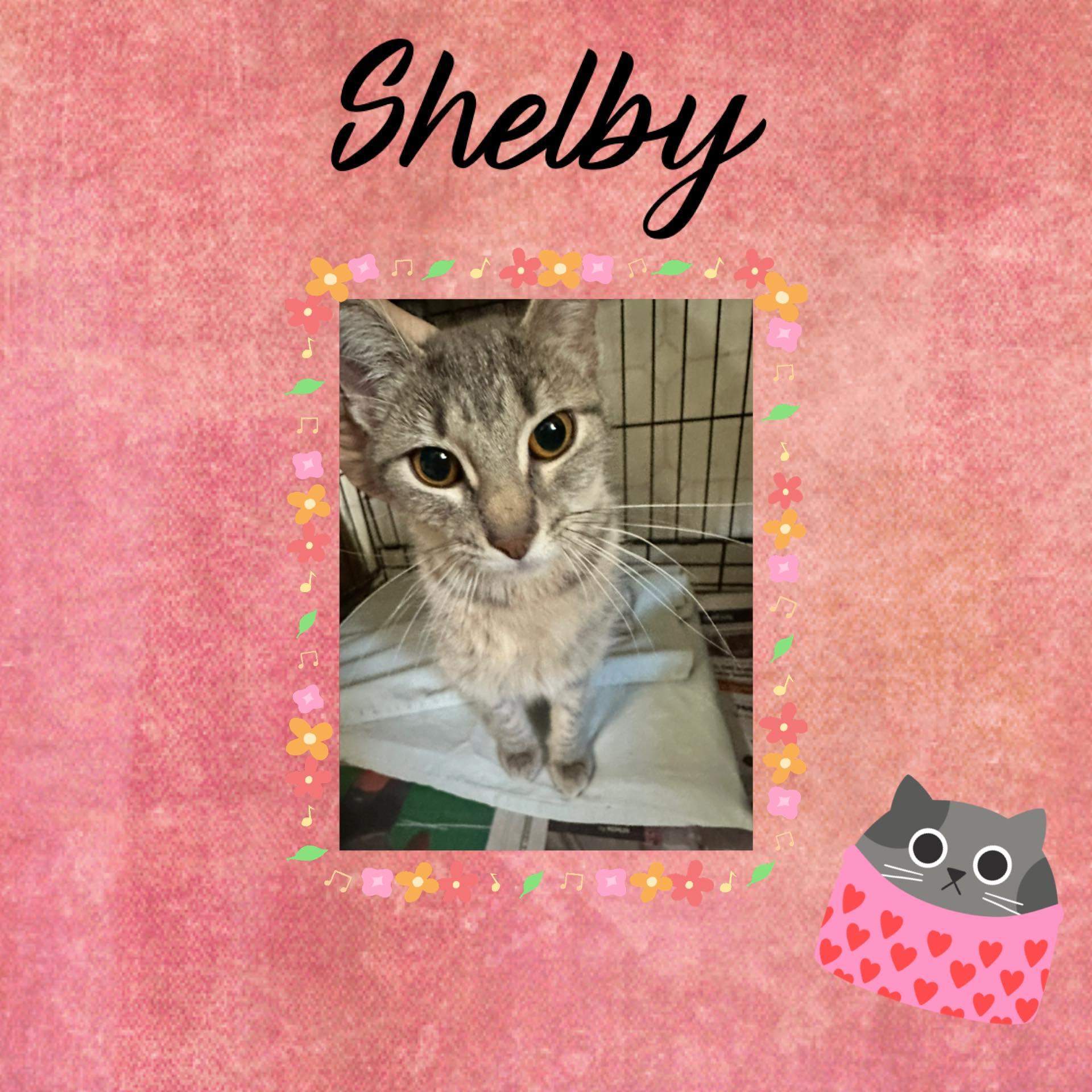 Shelby, ADOPTABLE, Kitten Female Domestic Short Hair.