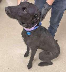Enlarge Ellie Mae, an adopted Labradoodle in Sudbury, MA image 1/1