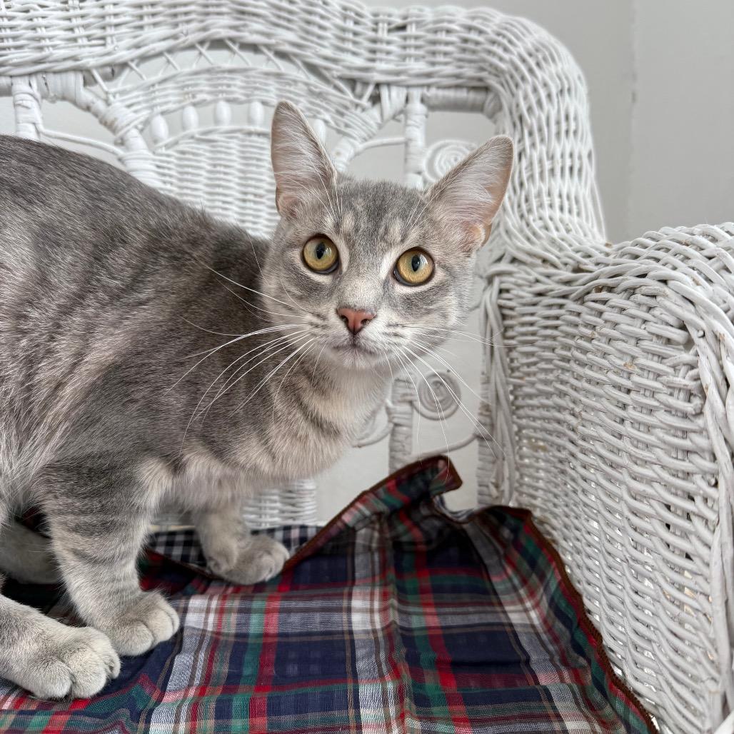 Empire Dune 55624, Adoptable, Young Male Russian Blue & Domestic Short Hair.
