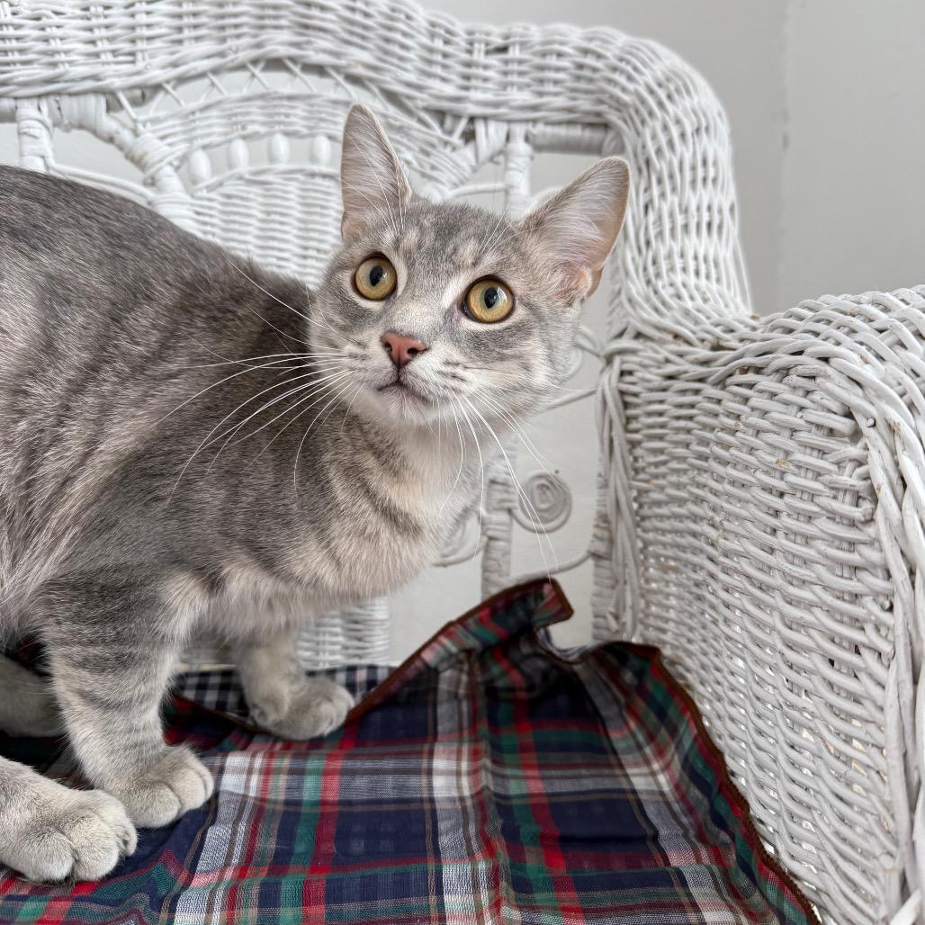 Enlarge Empire Dune 55624, a Adoptable mixed breed in Eaton Rapids, MI image 2/6