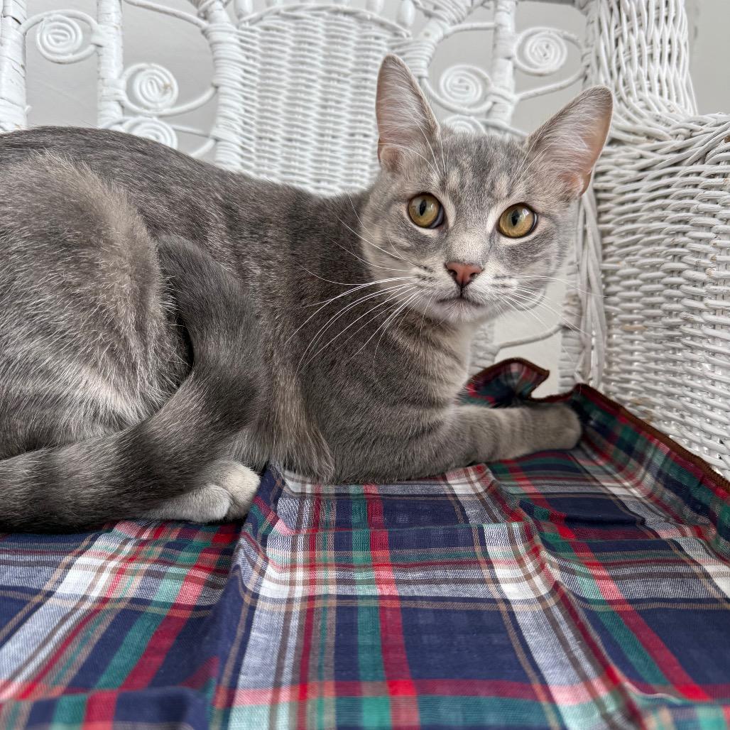 Enlarge Empire Dune 55624, a Adoptable mixed breed in Eaton Rapids, MI image 3/6