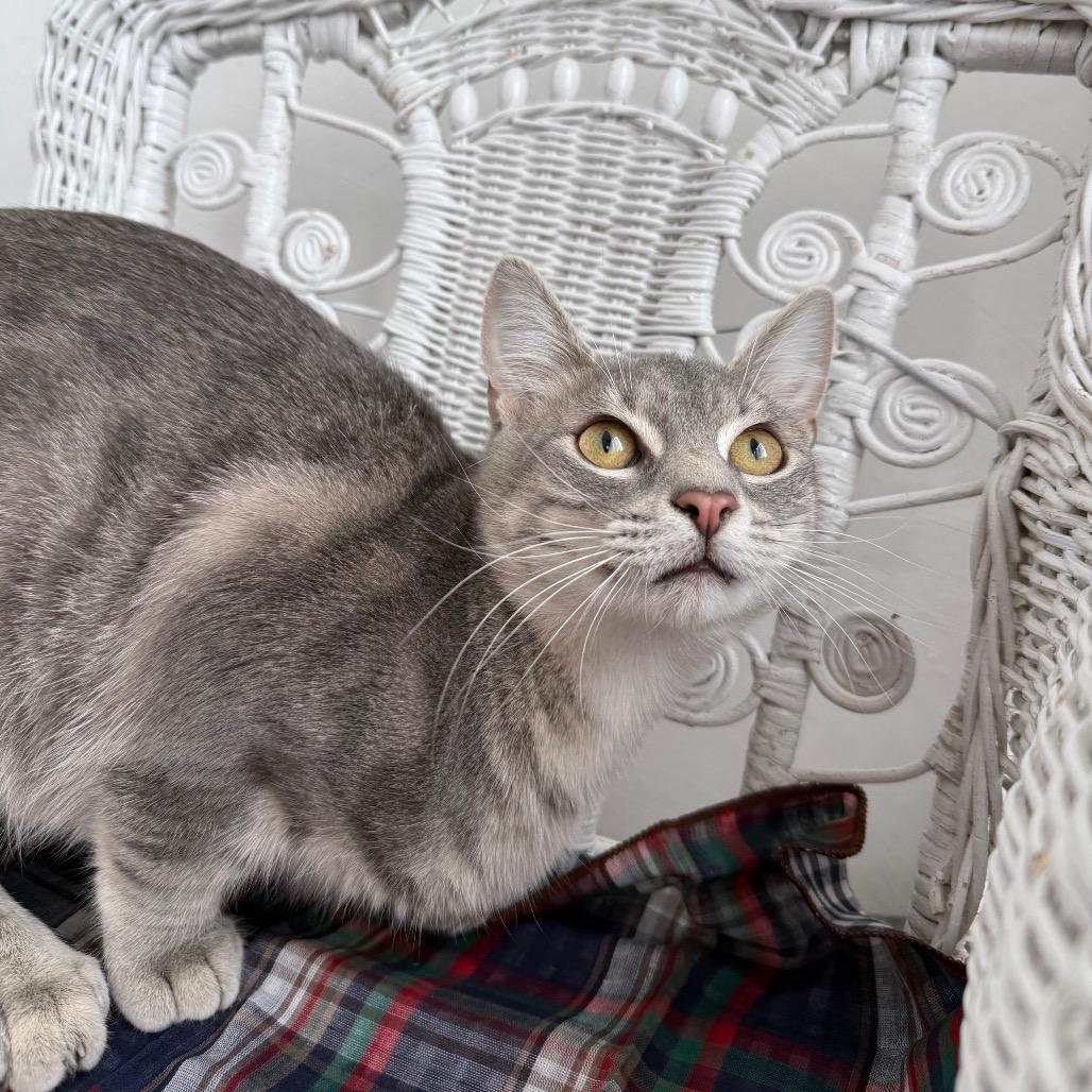 Enlarge Empire Dune 55624, a Adoptable mixed breed in Eaton Rapids, MI image 4/6