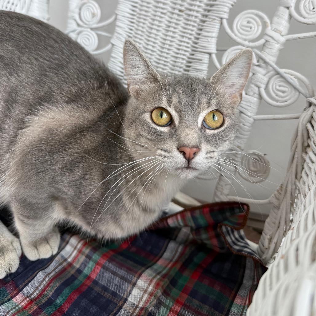 Enlarge Empire Dune 55624, a Adoptable mixed breed in Eaton Rapids, MI image 5/6