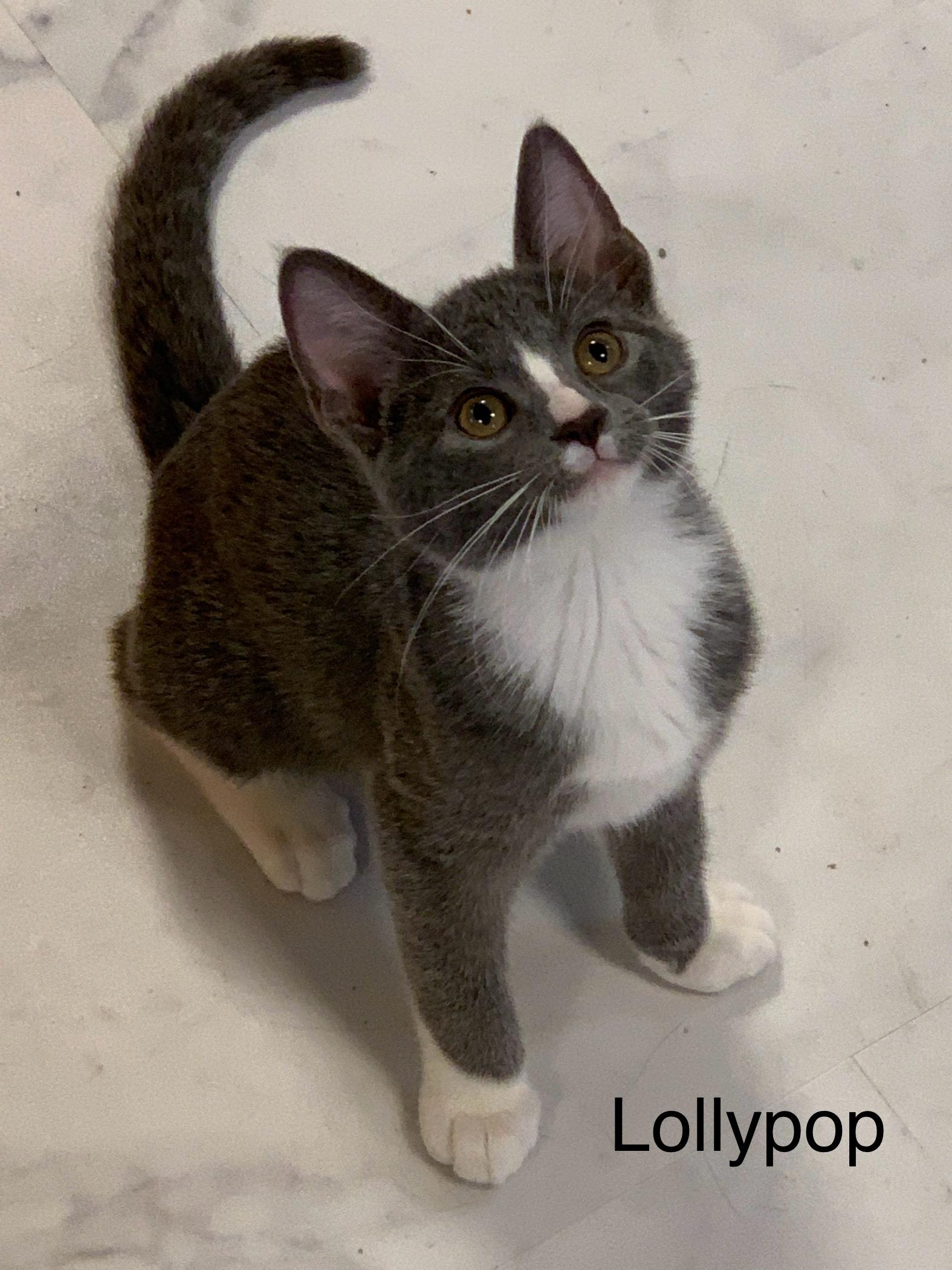 Lollypop, Adoptable, Young Female Domestic Short Hair.