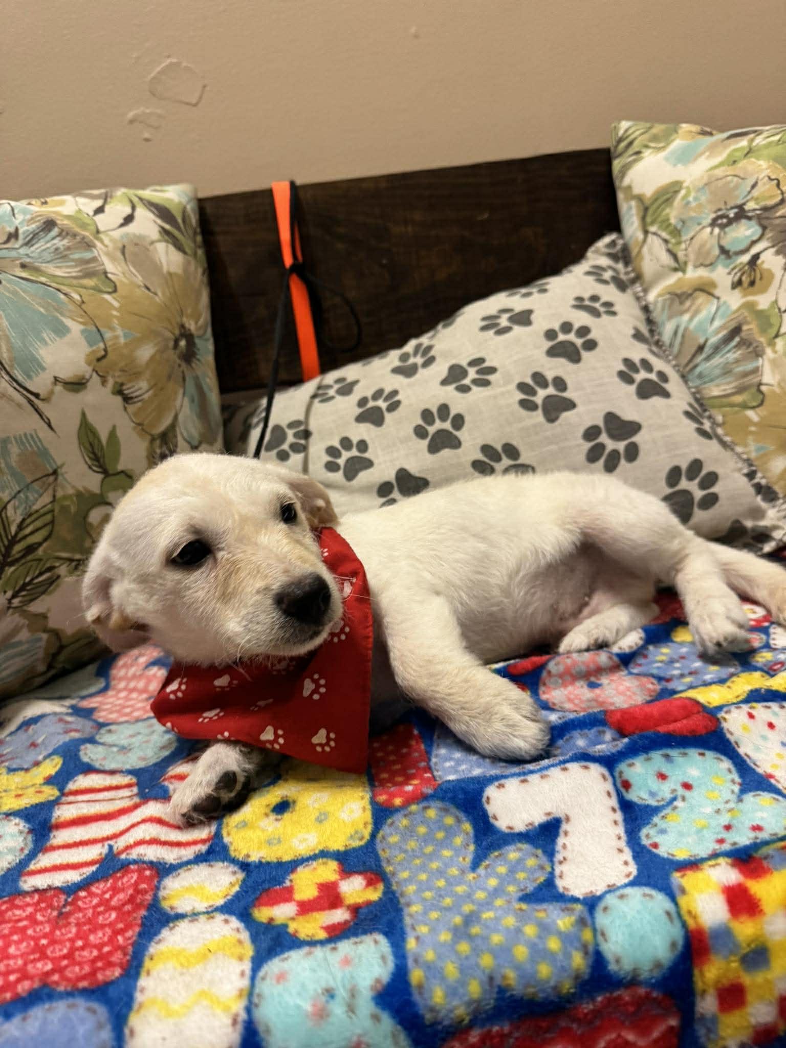 Enlarge HOUSTON, a Adoptable mixed breed in Aliso Viejo, CA image 6/6