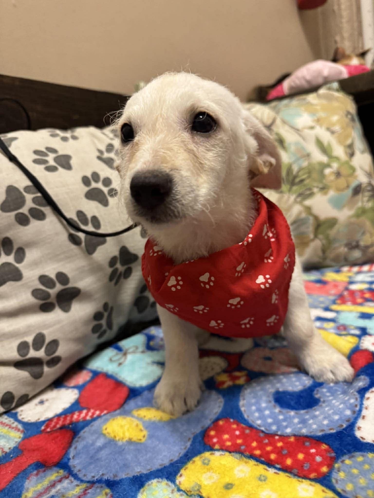 Enlarge HOUSTON, a Adoptable mixed breed in Aliso Viejo, CA image 4/6