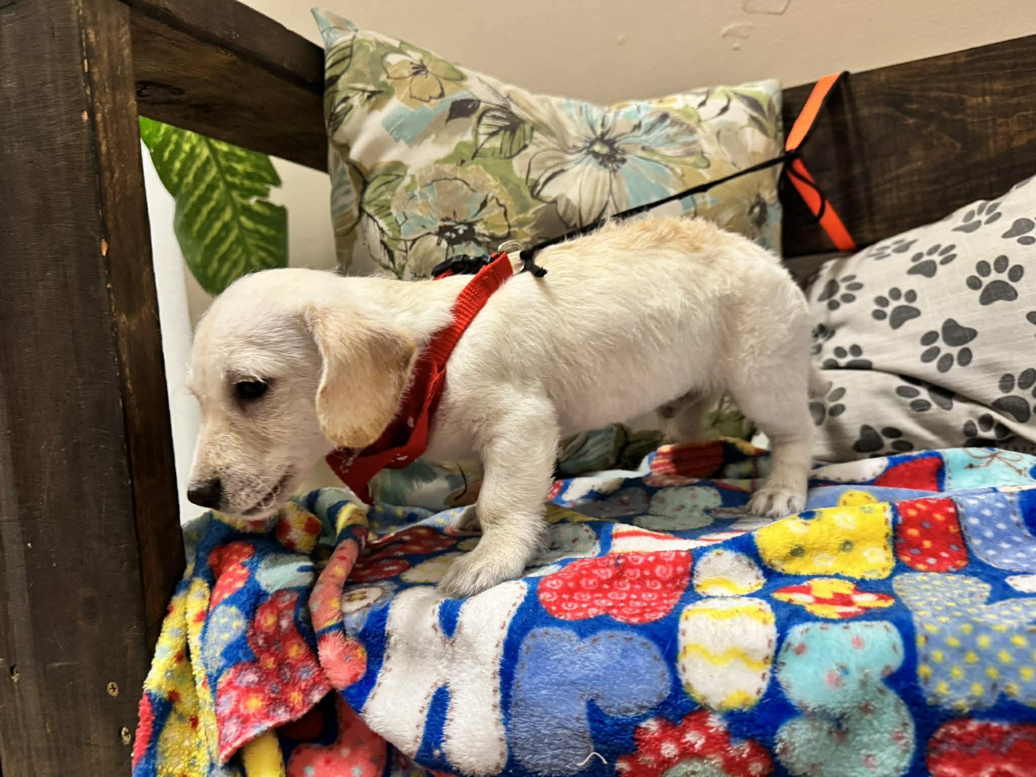 Enlarge HOUSTON, a Adoptable mixed breed in Aliso Viejo, CA image 3/6