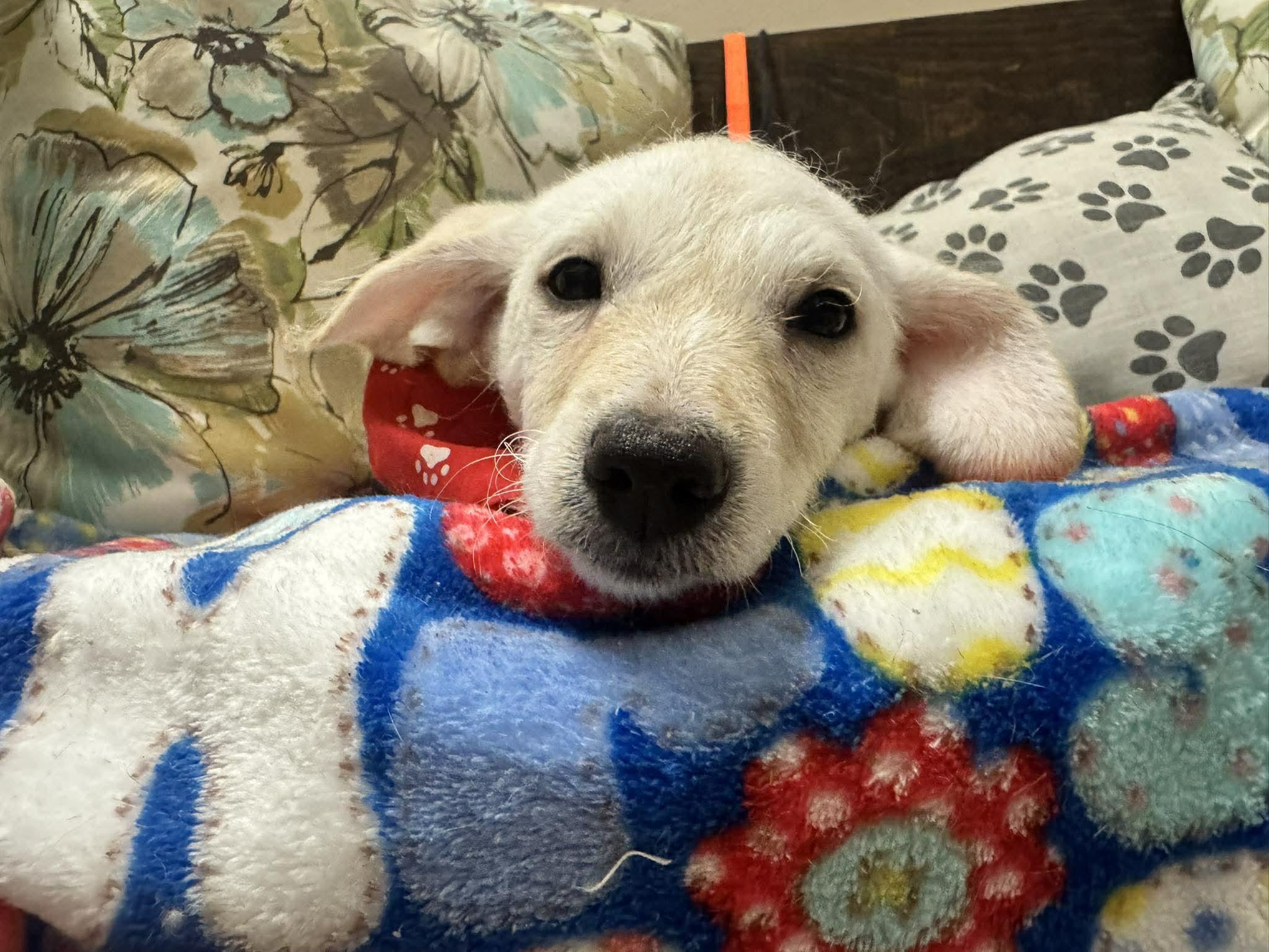 Enlarge HOUSTON, a Adoptable mixed breed in Aliso Viejo, CA image 1/6