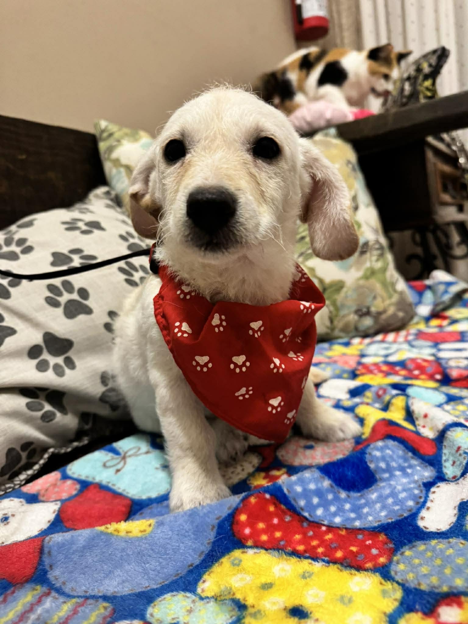 Enlarge HOUSTON, a Adoptable mixed breed in Aliso Viejo, CA image 5/6