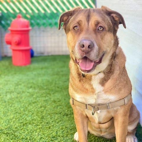 Cloe, Adoptable, Senior Female Shepherd.