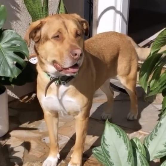 Enlarge Cloe, a Adoptable Shepherd in San Diego, CA image 2/6