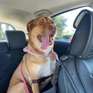 Enlarge Cloe, a Adoptable Shepherd in San Diego, CA image 3/6