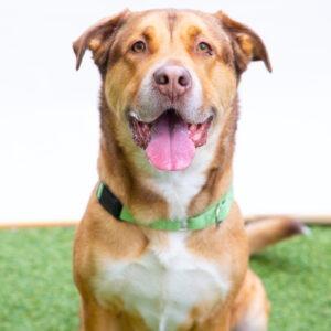 Enlarge Cloe, a Adoptable Shepherd in San Diego, CA image 5/6