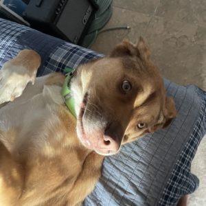 Enlarge Cloe, a Adoptable Shepherd in San Diego, CA image 6/6