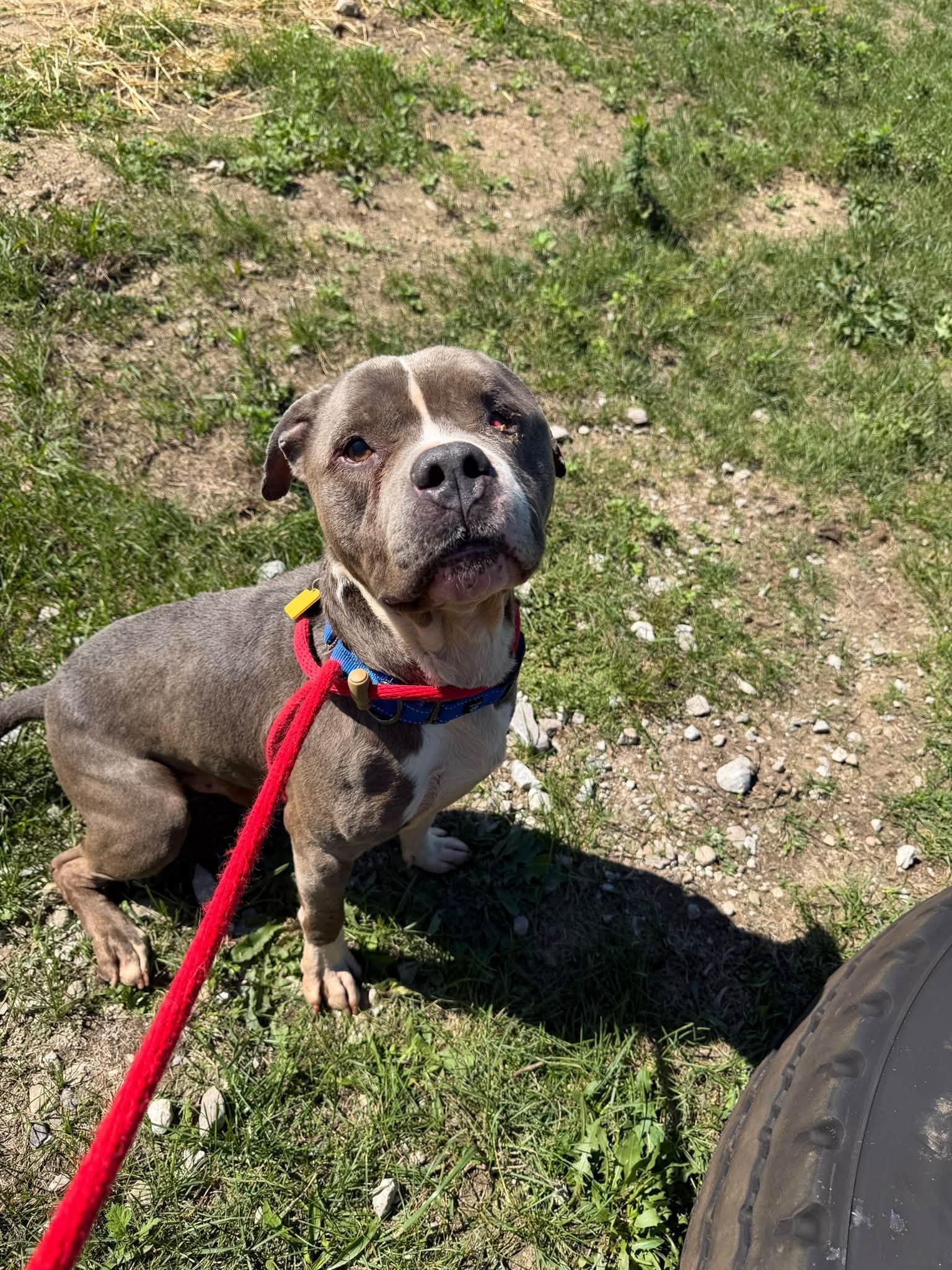 Enlarge Sheldon, a Adoptable mixed breed in Cleveland, OH image 2/5