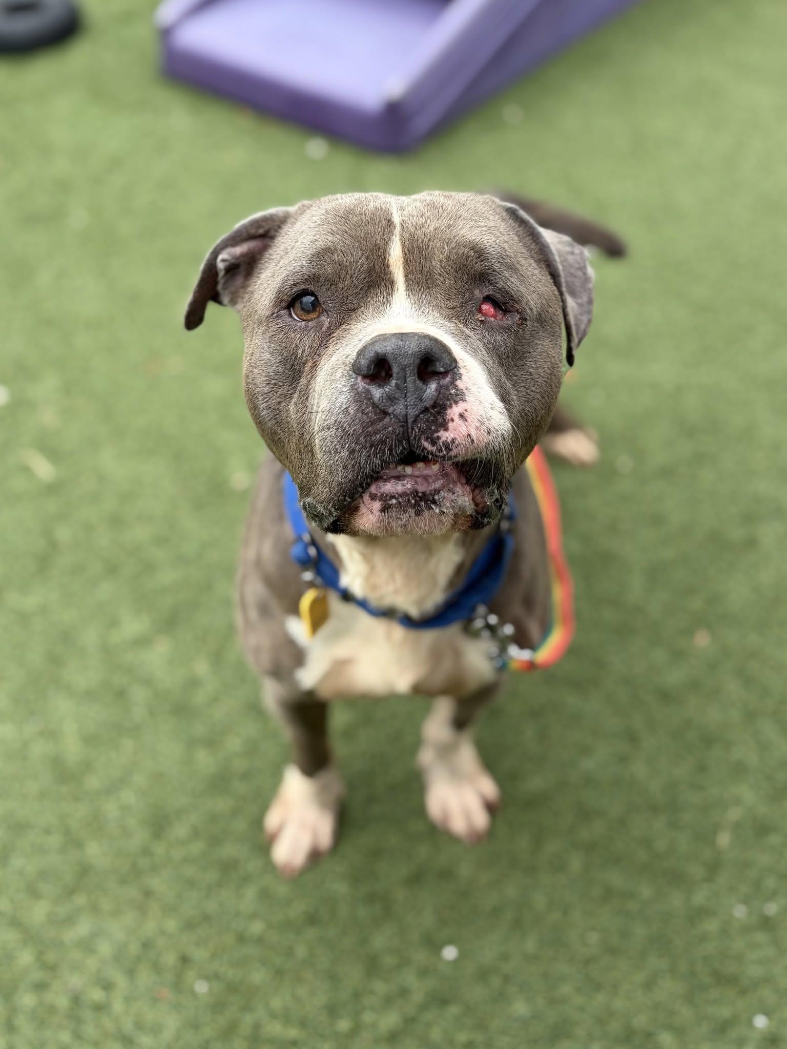 Enlarge Sheldon, a Adoptable mixed breed in Cleveland, OH image 1/5