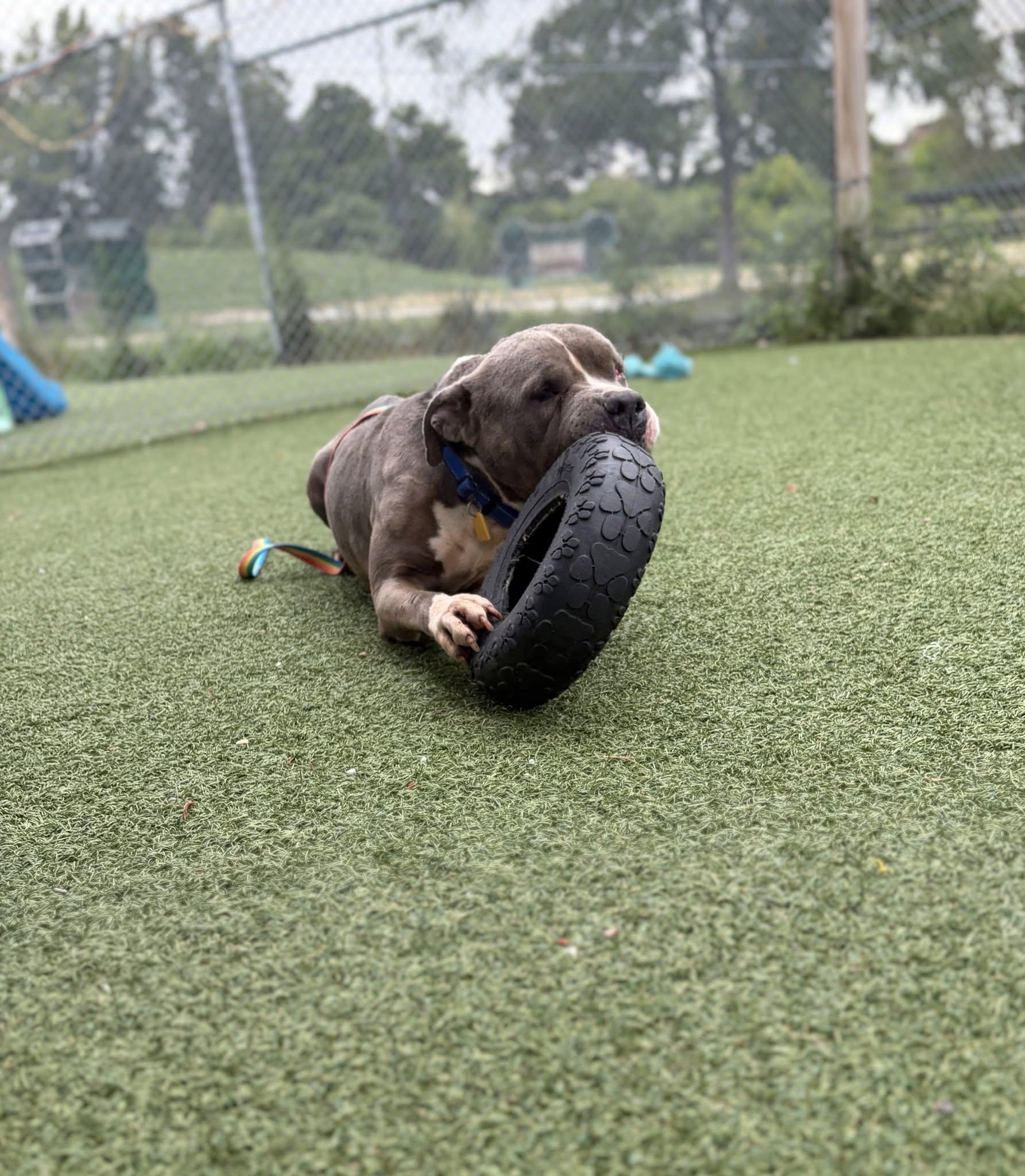 Enlarge Sheldon, a Adoptable mixed breed in Cleveland, OH image 4/5