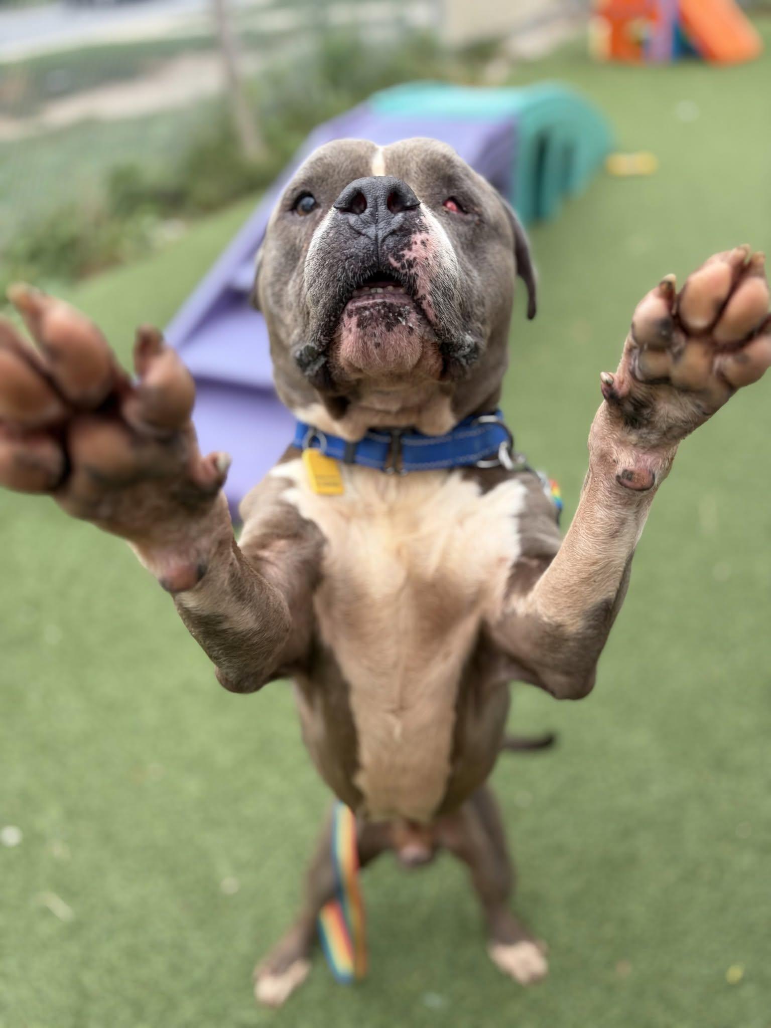 Enlarge Sheldon, a Adoptable mixed breed in Cleveland, OH image 5/5