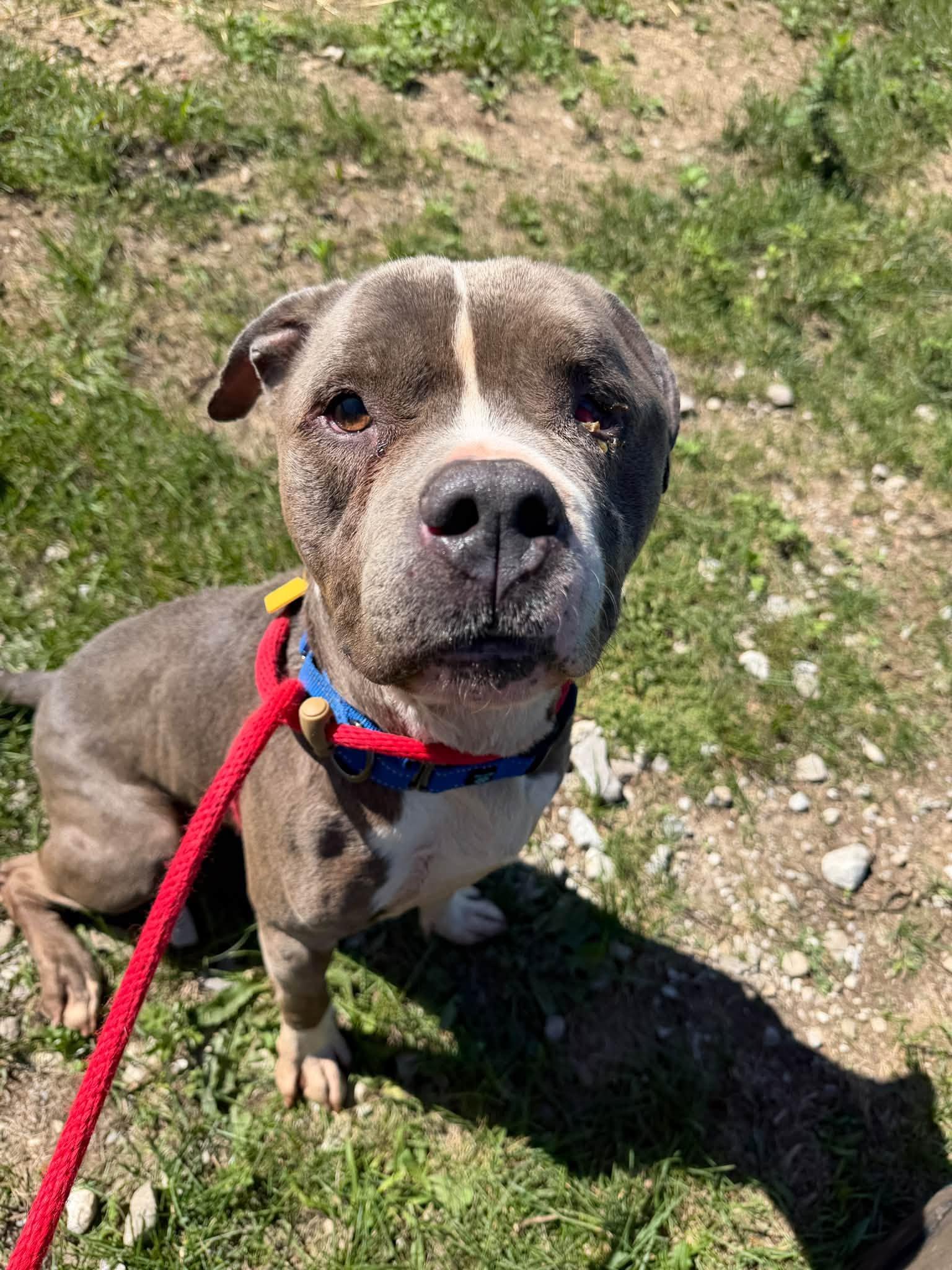 Enlarge Sheldon, a Adoptable mixed breed in Cleveland, OH image 3/5