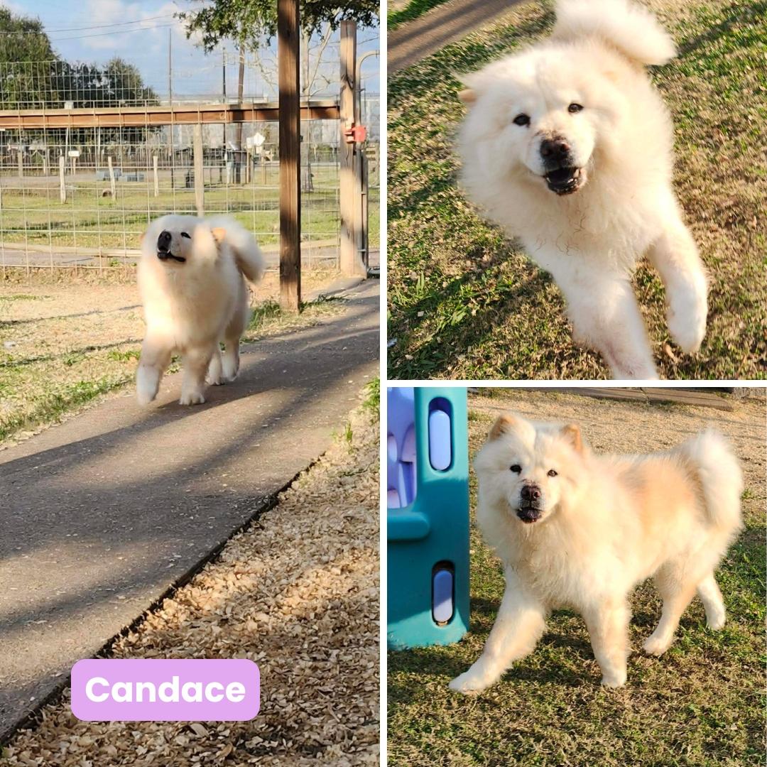 Candace, Adoptable, Adult Female Chow Chow.