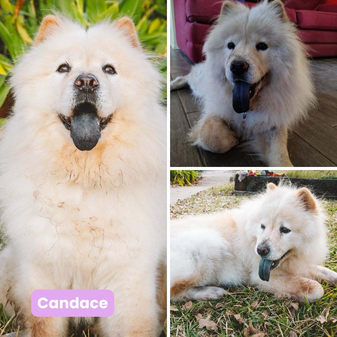 Candace, a Adoptable Chow Chow in Houston, TX image 2/6