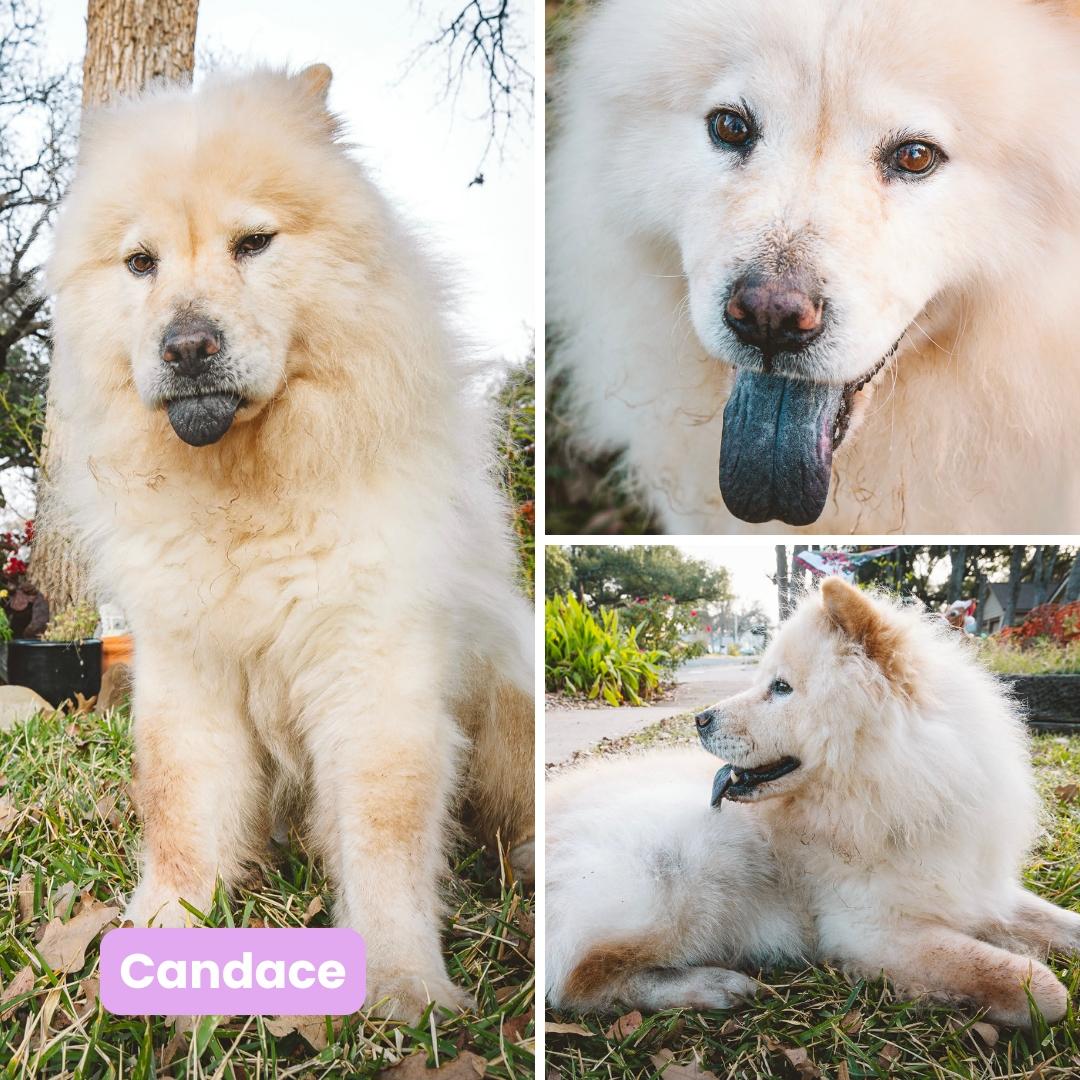 Candace, a Adoptable Chow Chow in Houston, TX image 3/6
