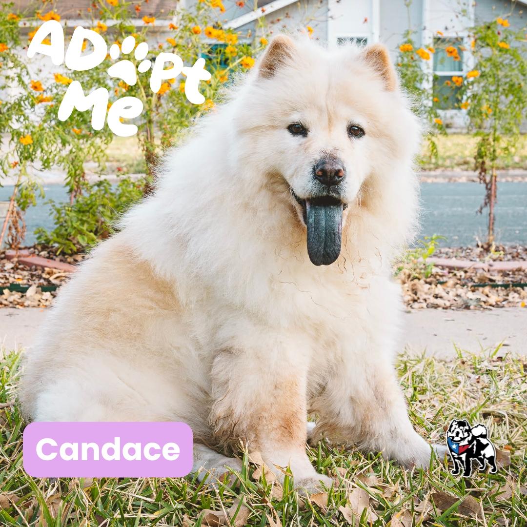 Candace, a Adoptable Chow Chow in Houston, TX image 4/6