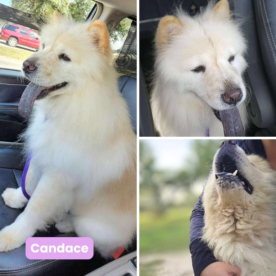 Candace, a Adoptable Chow Chow in Houston, TX image 5/6