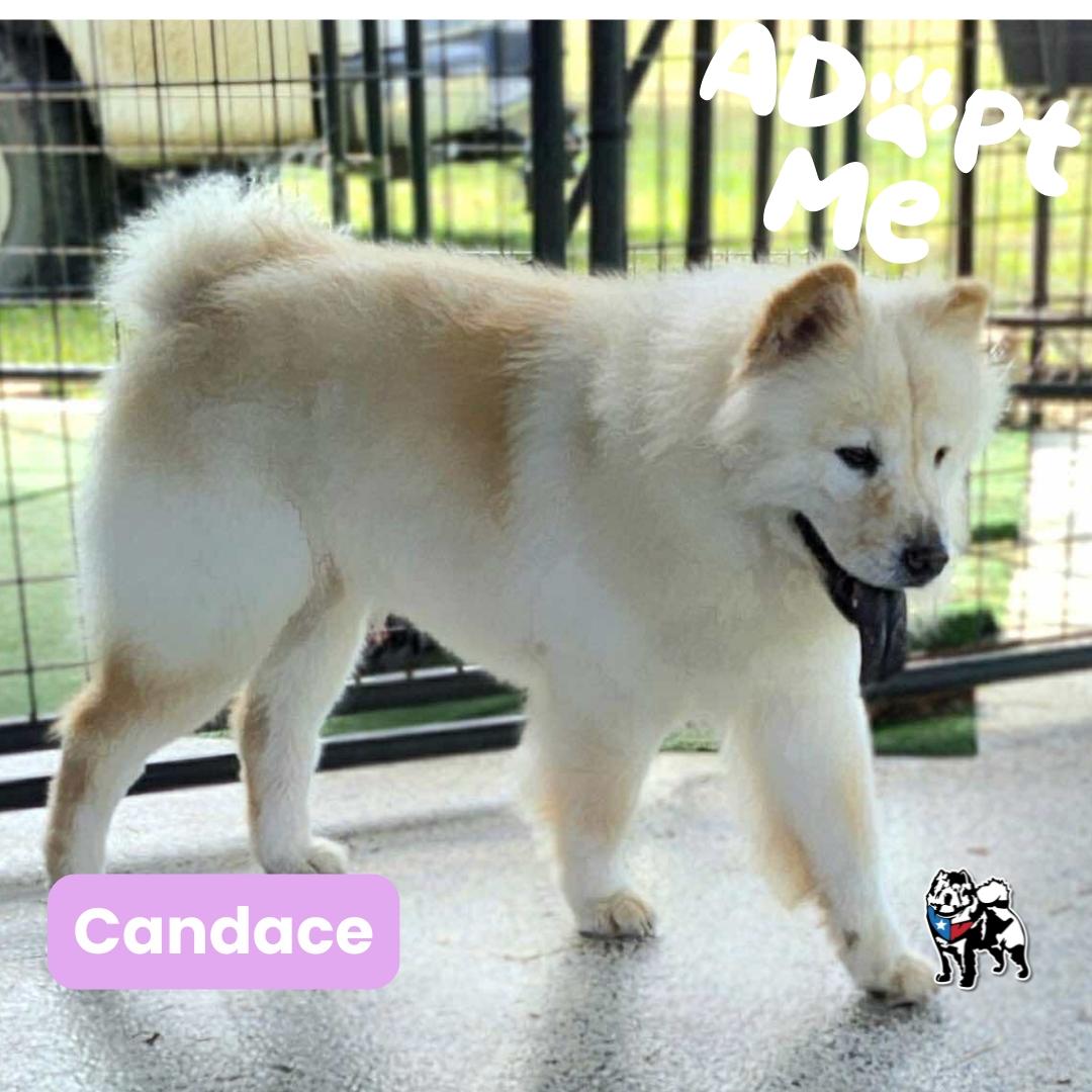 Candace, a Adoptable Chow Chow in Houston, TX image 6/6