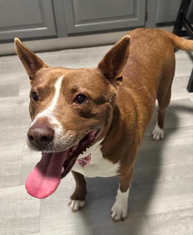 Enlarge Dixie, a Adoptable Terrier in New Bedford, MA image 1/6