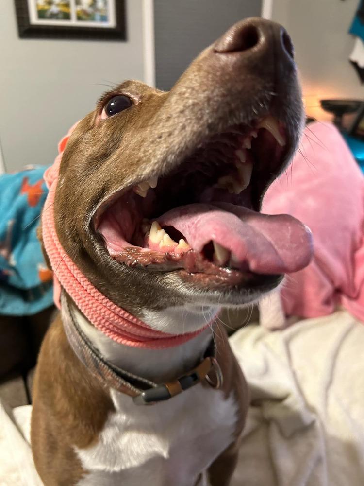 Enlarge Dixie, a Adoptable Terrier in New Bedford, MA image 2/6