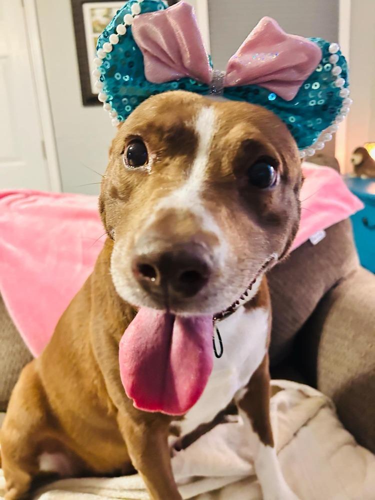 Enlarge Dixie, a Adoptable Terrier in New Bedford, MA image 3/6