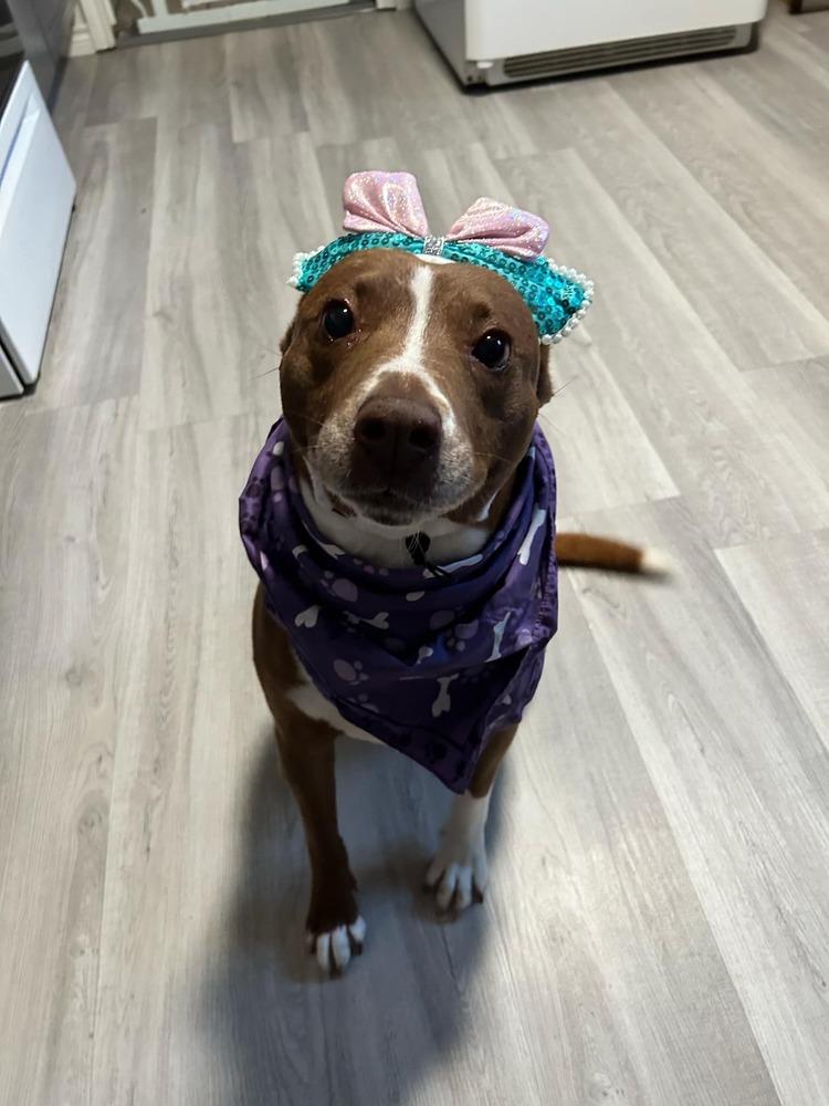 Enlarge Dixie, a Adoptable Terrier in New Bedford, MA image 4/6