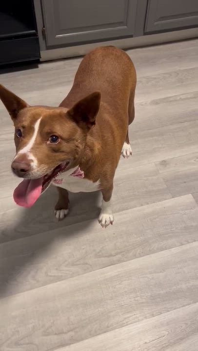 Enlarge Dixie, a Adoptable Terrier in New Bedford, MA video 5/6