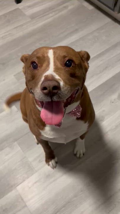 Enlarge Dixie, a Adoptable Terrier in New Bedford, MA video 6/6