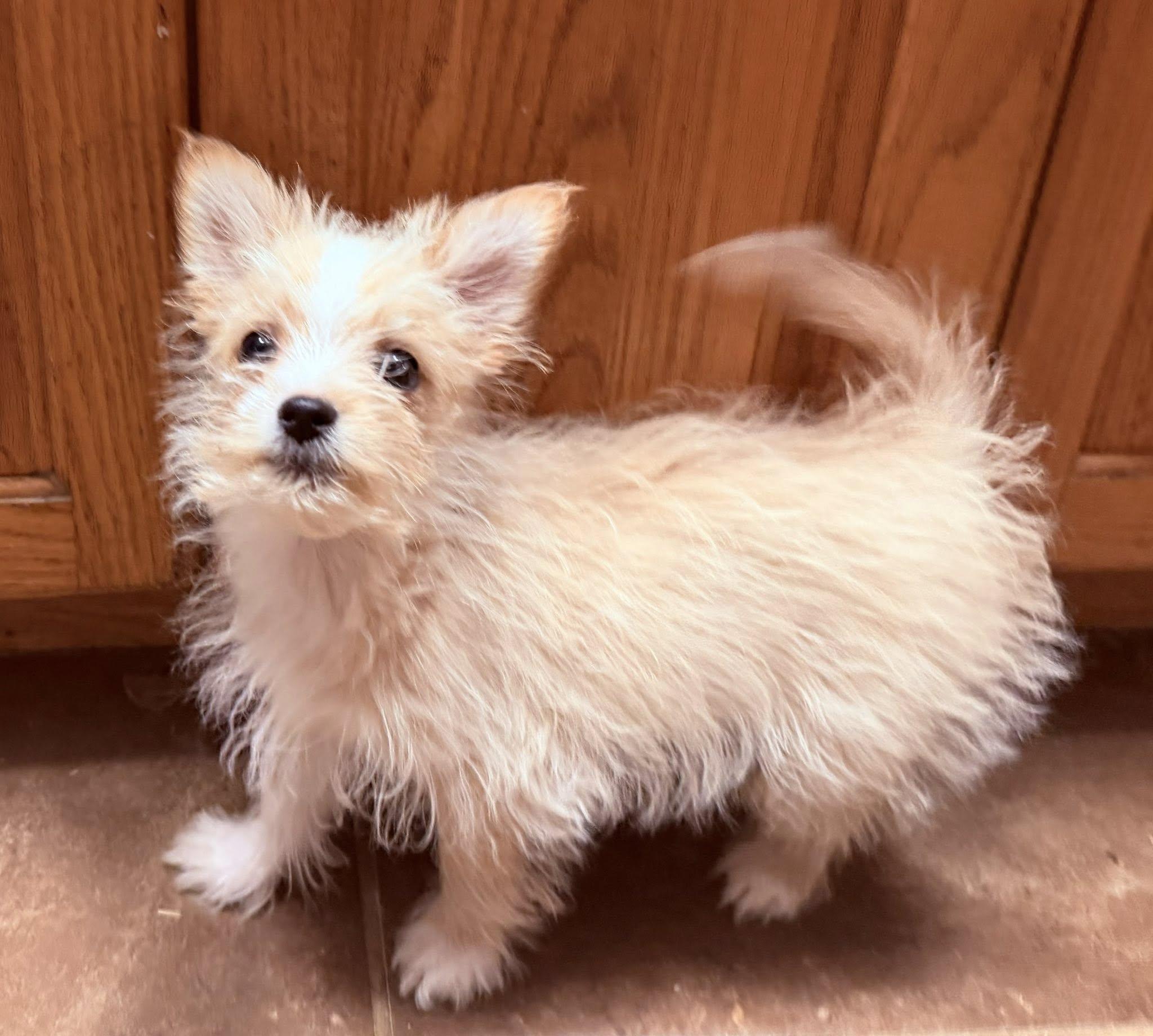 Fernando, ADOPTABLE, Puppy Male Mixed Breed.