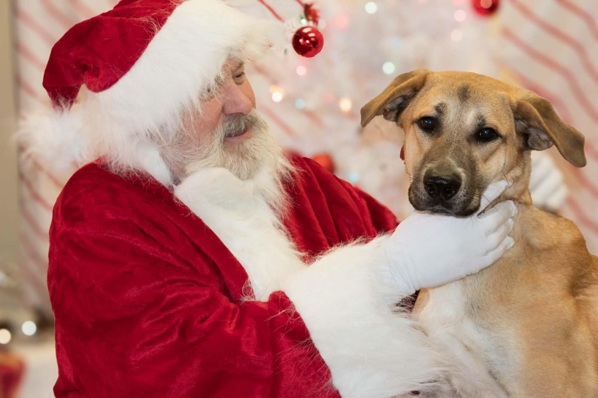 Enlarge Maple, an adoptable mixed breed in Muncie, IN image 1/6