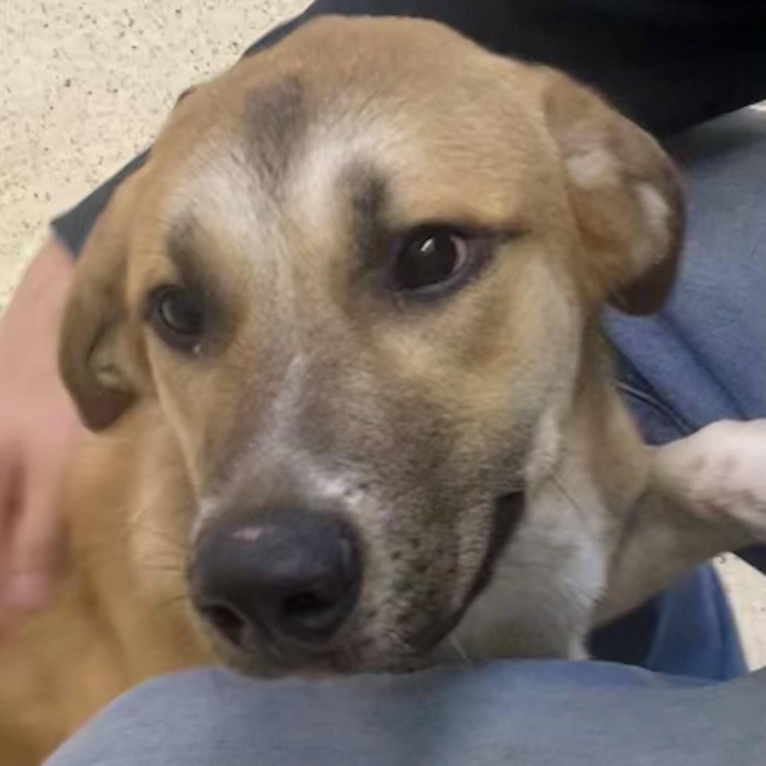 Enlarge Maple, an adoptable mixed breed in Muncie, IN image 3/6