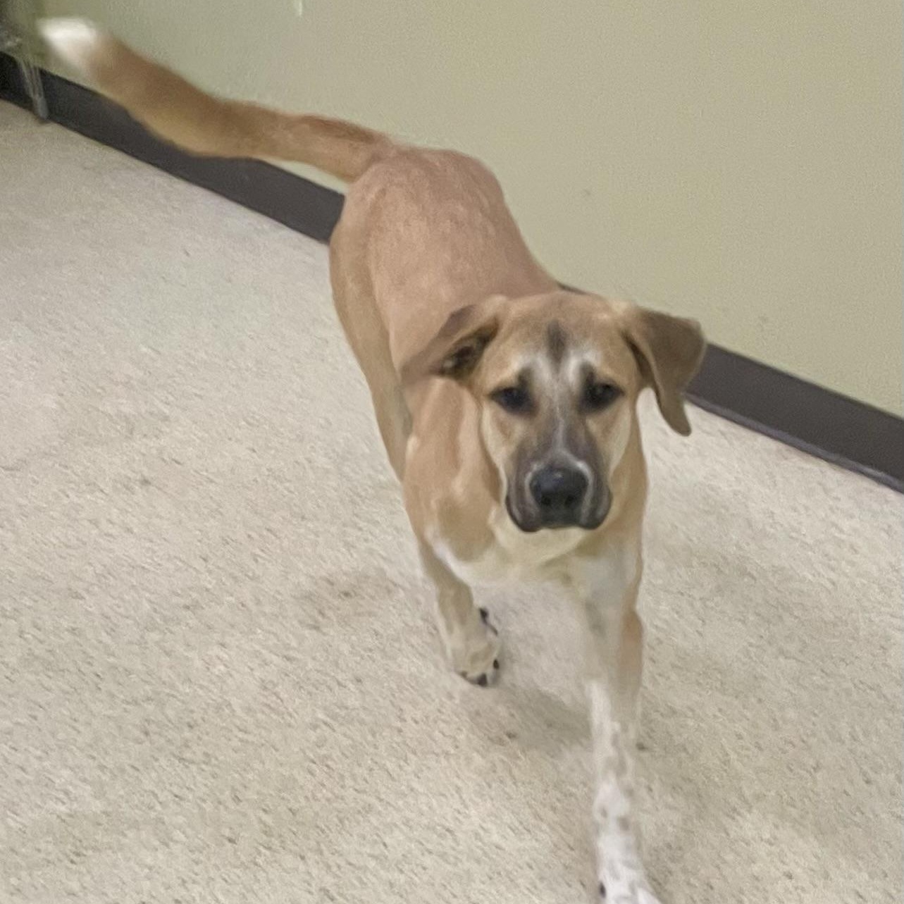 Enlarge Maple, an adoptable mixed breed in Muncie, IN image 4/6