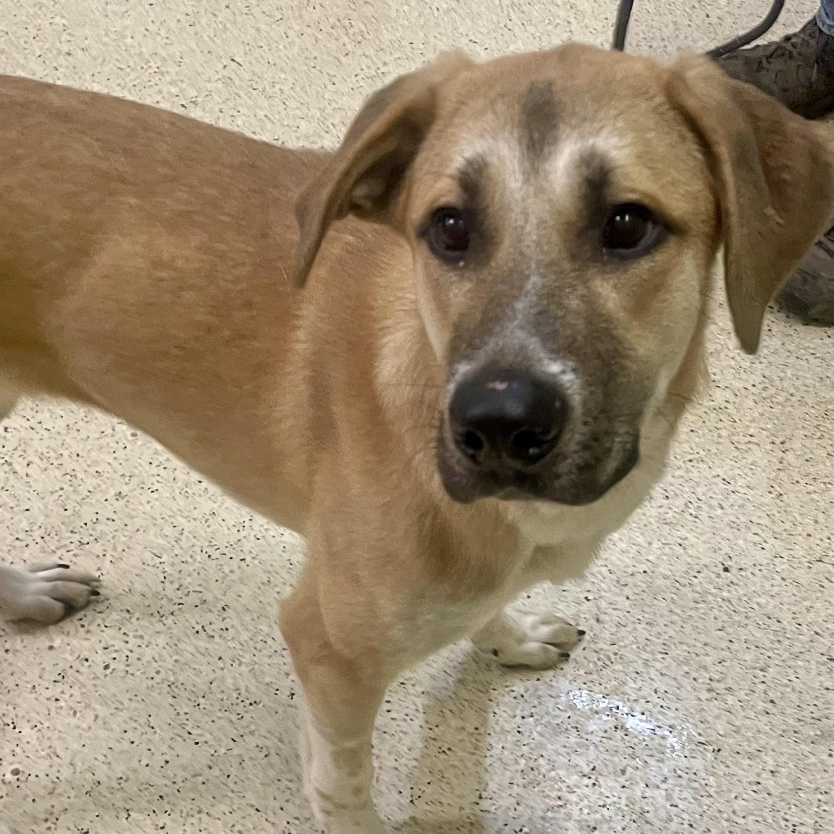 Enlarge Maple, an adoptable mixed breed in Muncie, IN image 5/6