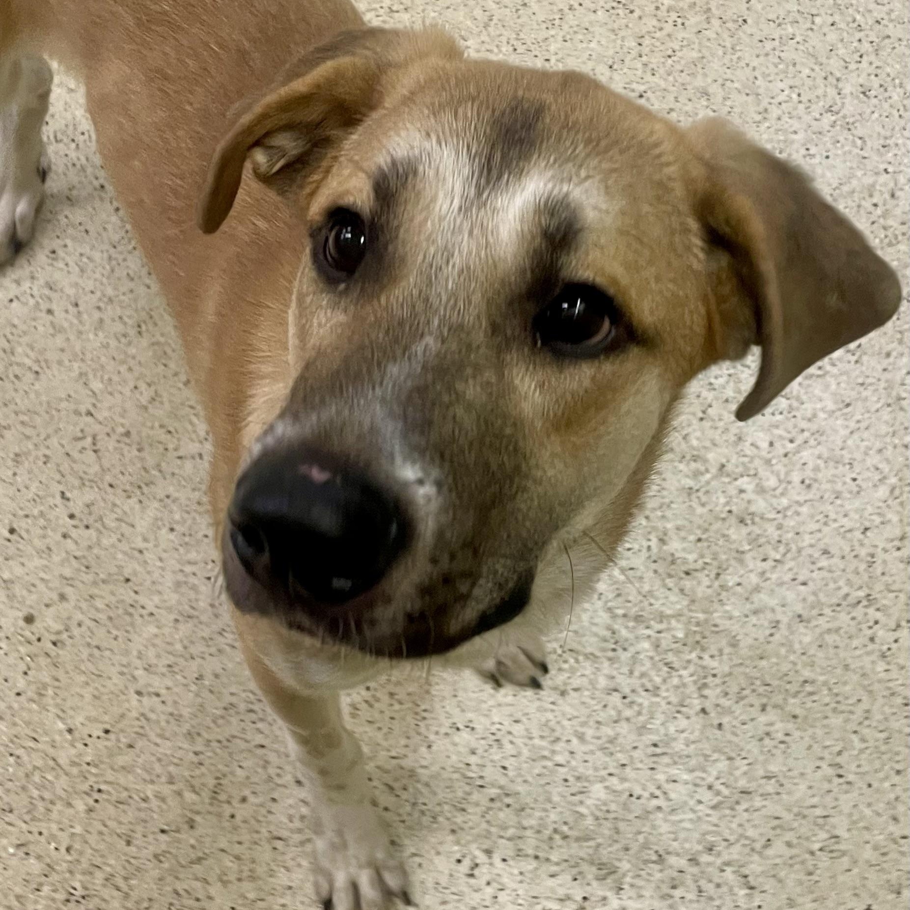 Enlarge Maple, an adoptable mixed breed in Muncie, IN image 6/6