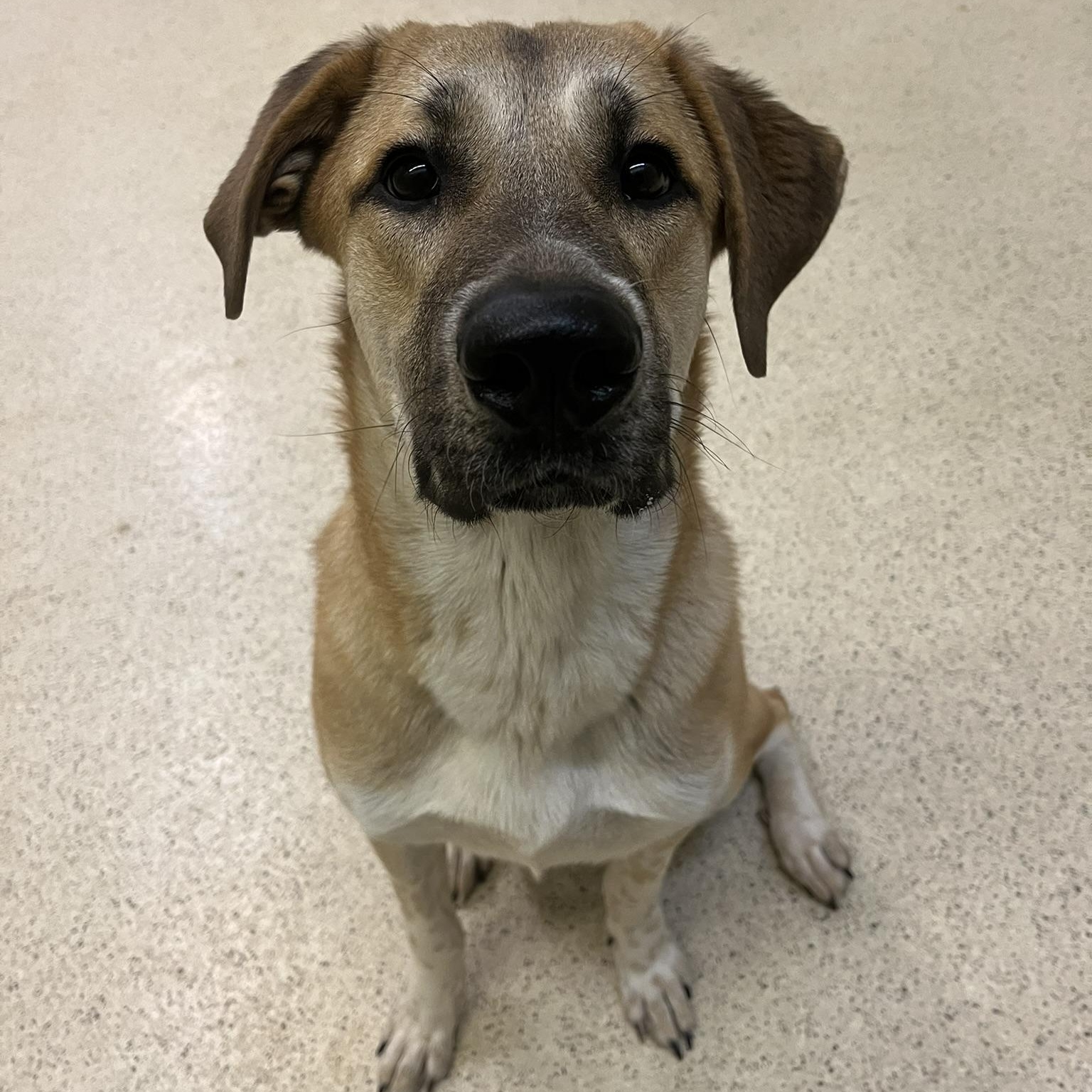 Enlarge Maple, an adoptable mixed breed in Muncie, IN image 2/6
