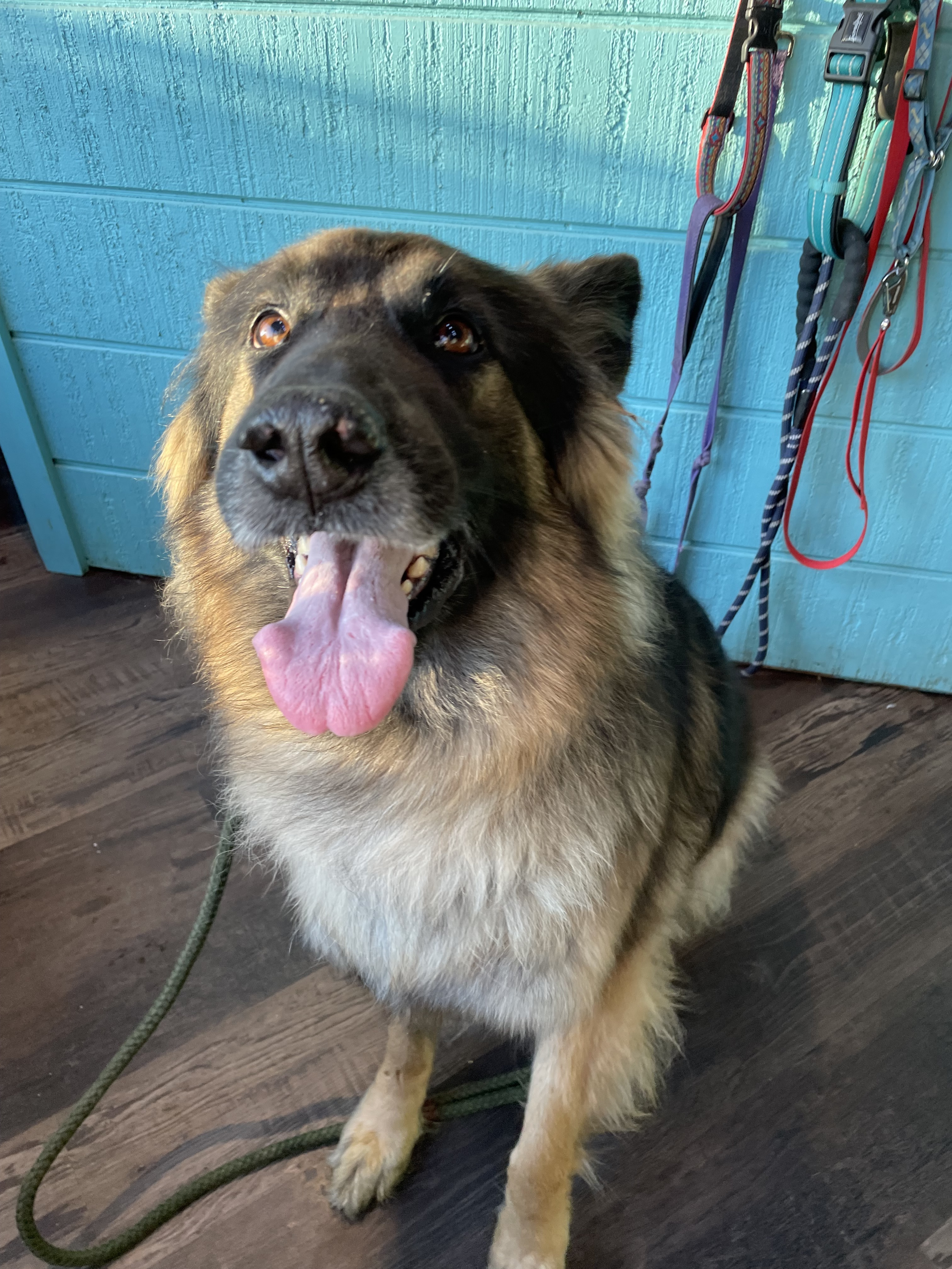 Bear, a Adopted German Shepherd Dog in Bridgton, ME image 1/9