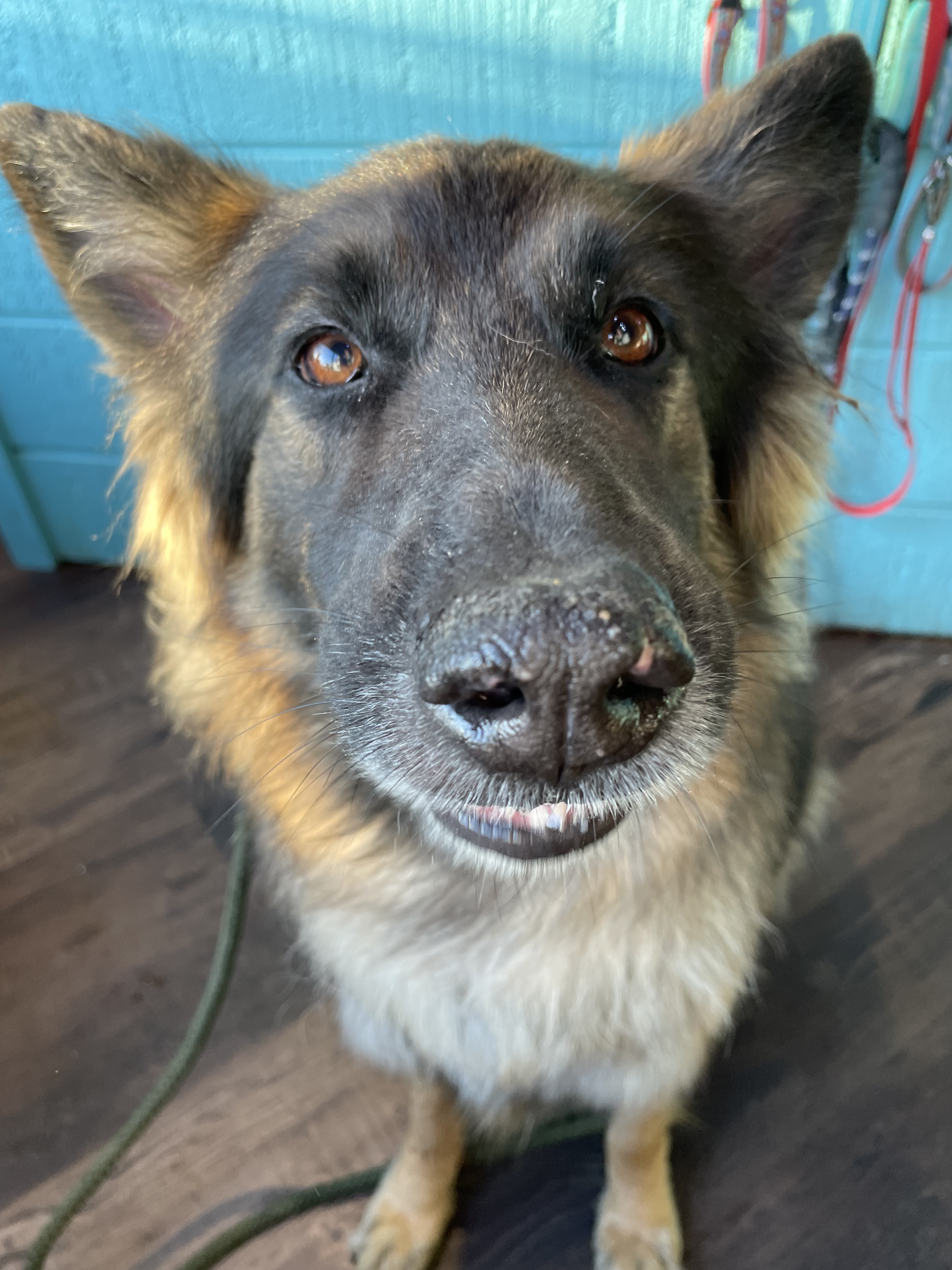Bear, a Adopted German Shepherd Dog in Bridgton, ME image 2/9